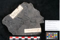 Foto (Objekt + Etikett) von Palissya podocarpoides Ettingshausen (NHMW-GEO-2024-0188-10310)